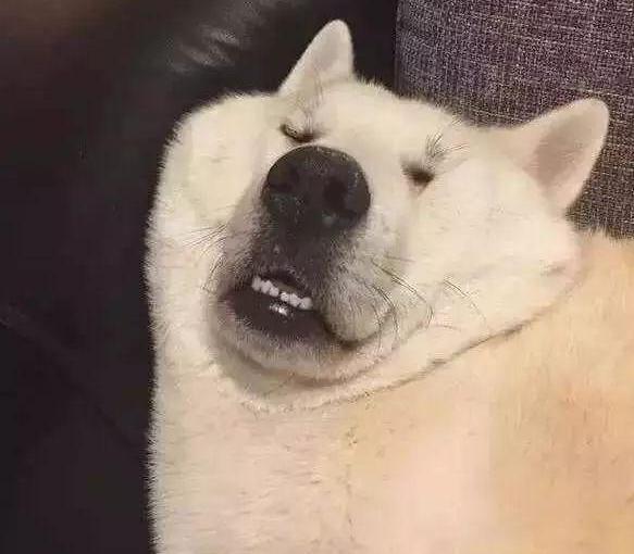 狗狗睡姿大比拼原来困成狗是真的看一次笑一次