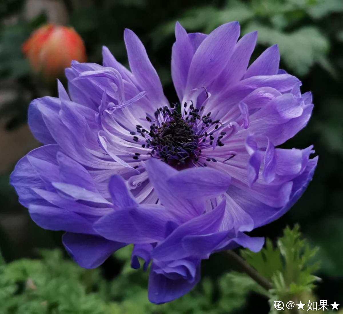 花朵娇艳的银莲花,开花比虞美人好看,适合新手养