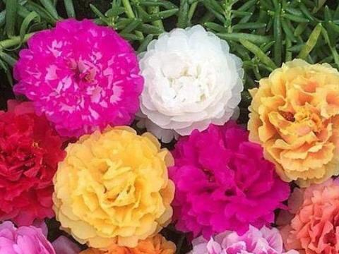 喜欢在家中养护花卉，就养护花期长，花色绚丽的５种花卉，美极了