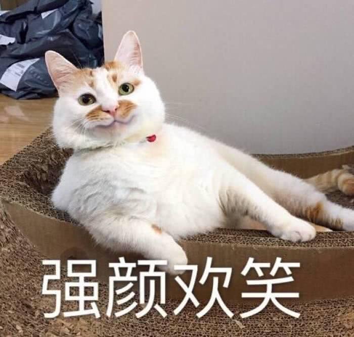 这猫因表情包在微博大火,却不幸犯心脏病去世,千万粉丝觉得可惜