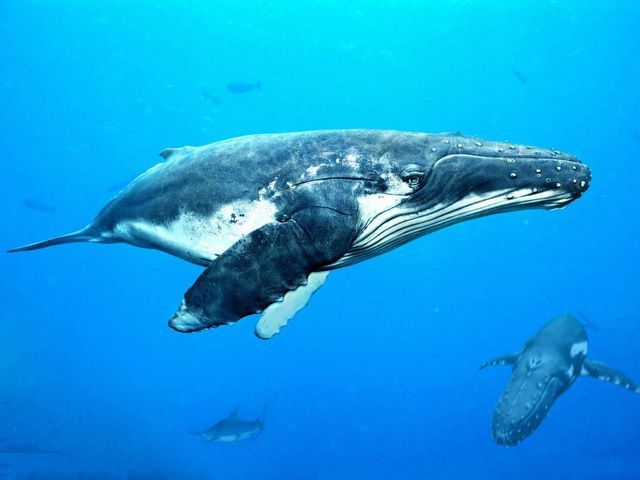 动物界7大吨位最重的动物，蓝鲸180吨位居榜首，你有见过吗？