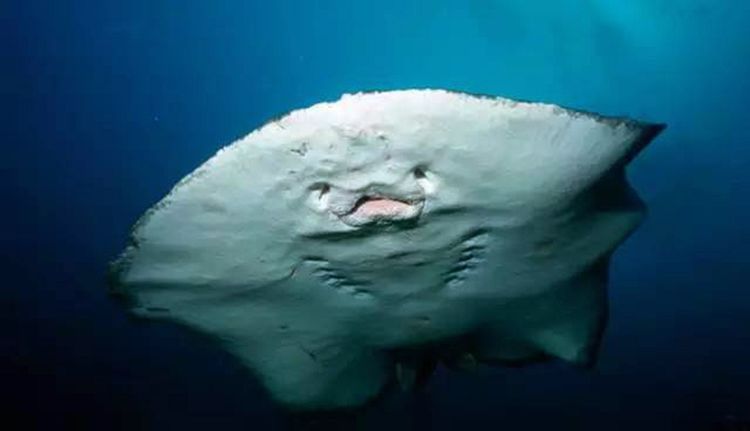 深海10000米啥样子,还有生物在此生存吗?全是被