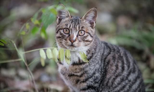 狸花猫跌落神坛,被cfa除名,在国外售价上万也成了过去式