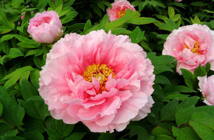 幻想 庭園 2020 2020 幻想 庭園