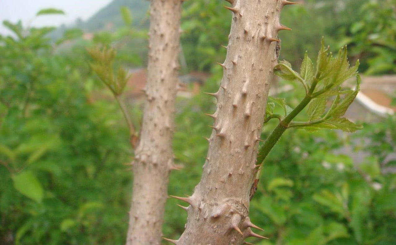 这种长刺的树叫什么？_百度知道