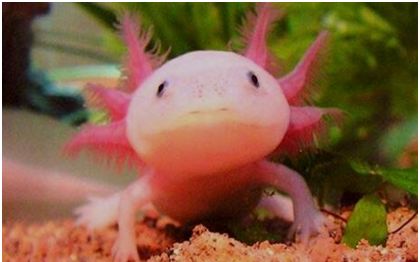 世界上最奇特的鱼 六角龙鱼长相呆萌 用四条腿爬行