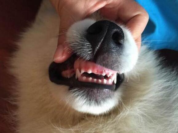 狗狗正在换牙期一定要注意这几点别等牙烂光了才着急