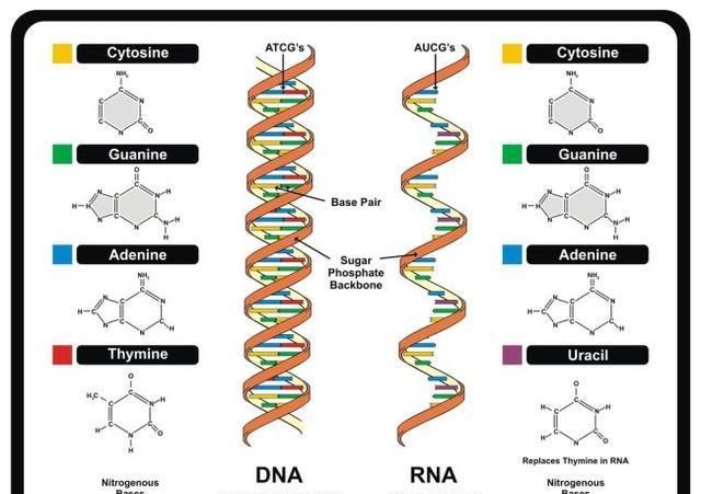 生命的出现是场赌博吗?是源于rna吗?科学家正建模宇宙寻找答案