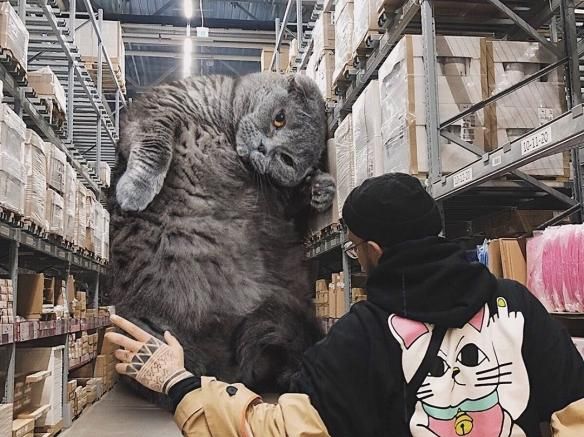 战斗民族的超萌猫片:5米高的巨猫进入人类世界,太治愈