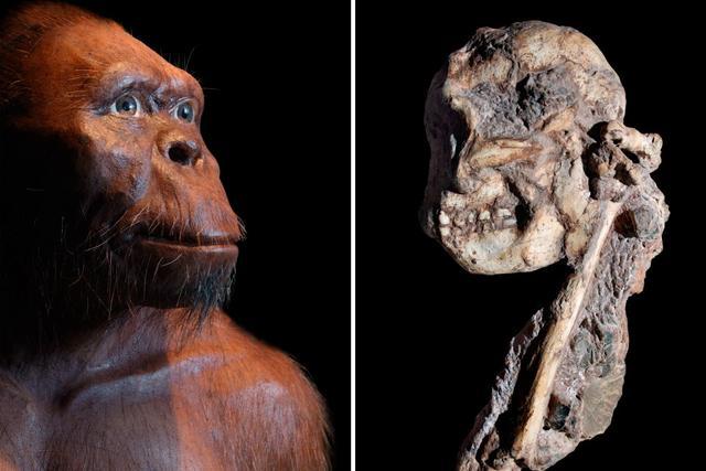 考古学家挖到一块脊椎骨,推测出人类祖先习性:纯素食,爱荡秋千