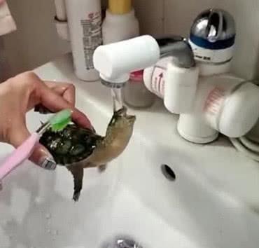 主人在给乌龟洗澡,小家伙看到流动的水,