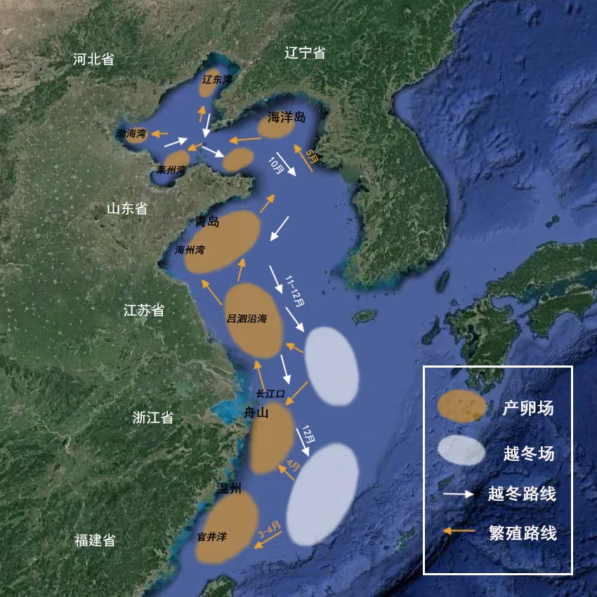 绕开刺网反围剿躲过拖网再出发鲅鱼的洄游之旅