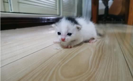 网友捡了一只20天大的小奶猫 天天为它乱上厕所发愁