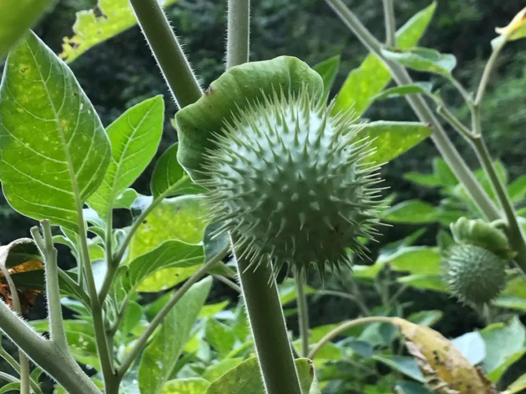 20种有毒花,看见绕道走,千万别去碰!