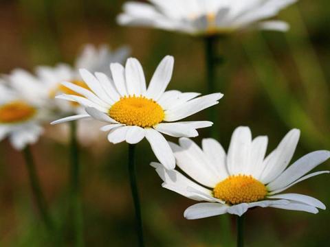 车前草洋甘菊滕茶可以一起煮水喝吗？