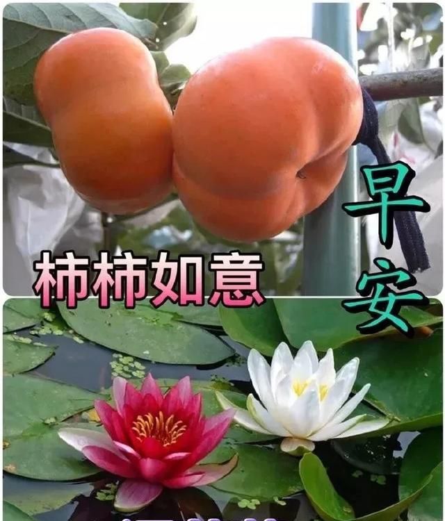 社区早上好祝福大全,日出早上好图片大全集 暖春4月早上好问候祝福语录大全,特别好看的早上好祝福图片