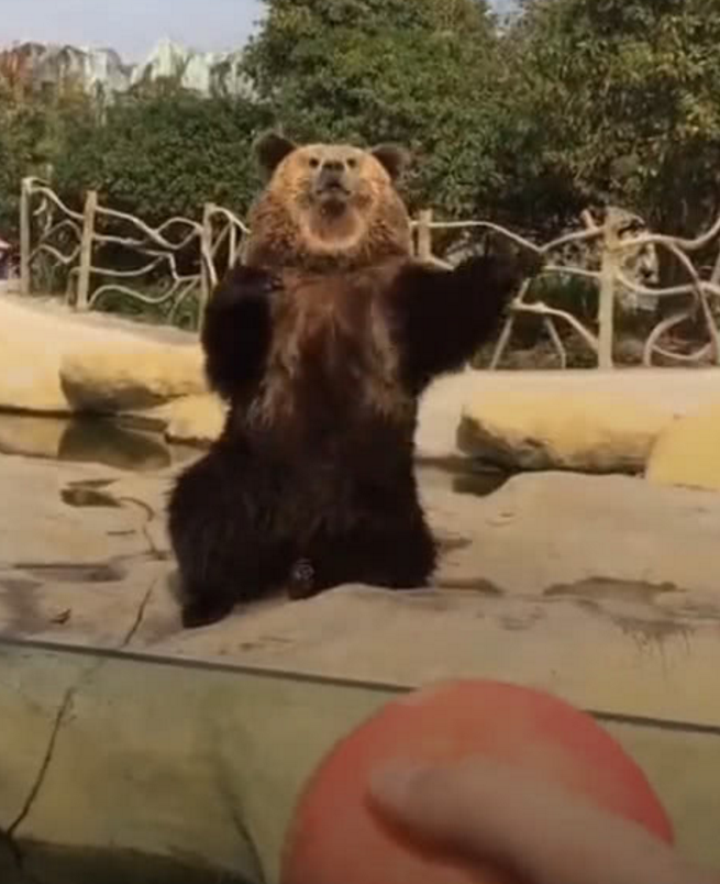 动物园偶遇一只大狗熊,掏出苹果问它要不要,黑熊的反应笑翻路人