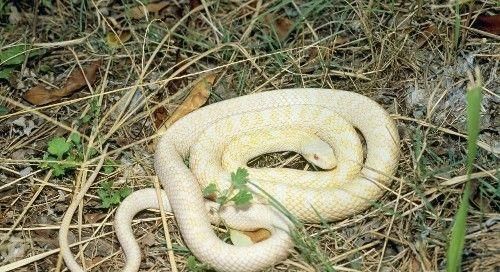 残疾小伙救下白蛇 白蛇却咬了小伙一口 白蛇 富贵 小伙 新浪新闻