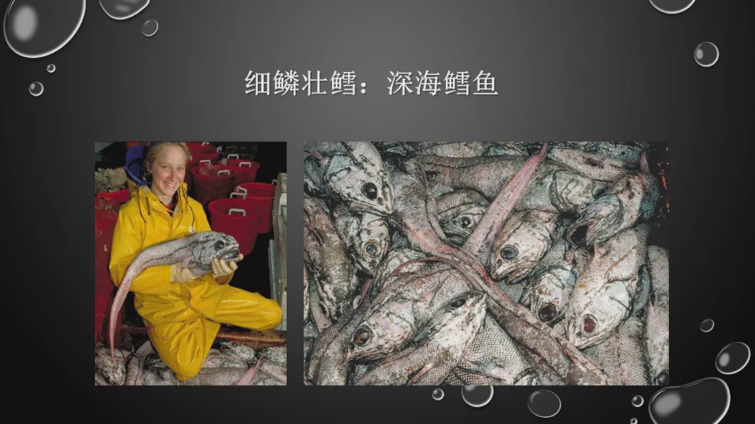 水鳕鱼:细鳞壮鳕,深海鳕鱼(俄罗斯白令海,鼠尾鳕科壮鳕属,是鳕鱼远亲