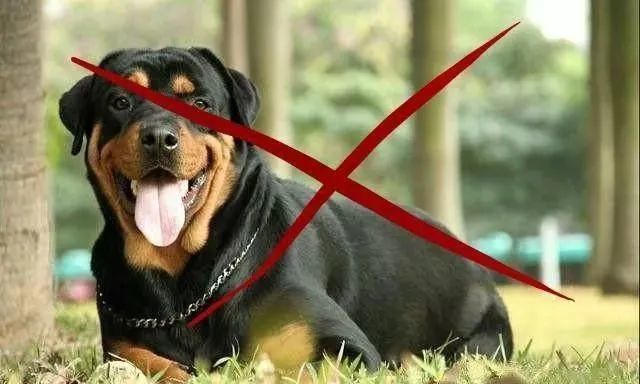 2020狗价排名_世界上身价最高的狗排名前四名:第一名是中国品种!