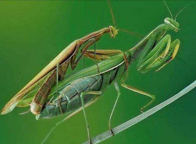 1962年昆仑山螳螂人事件，人头螳螂身，未知生物真...