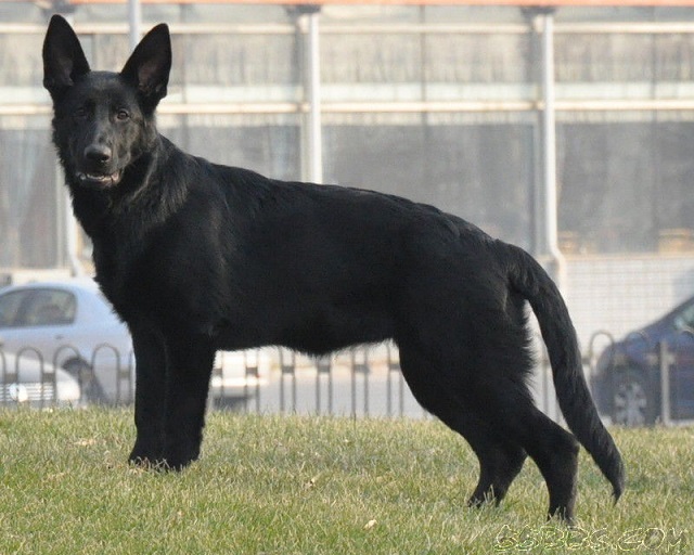 你对东德牧羊犬了解多少是否被东德牧羊犬的魅力所吸引