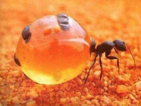 肚皮撑破也要继续吃，蚂蚁的自我牺牲精神，比人类社会更残酷