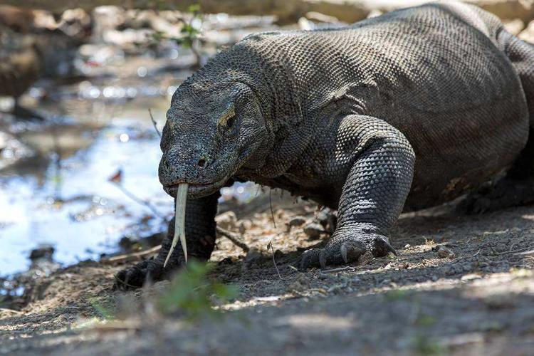 世界上"最大"的蜥蜴,体长可达3米,毒液杀伤力堪比眼镜