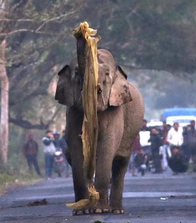 印一头大象想穿过马路,被醉汉拦路,大象却是怒气怒撕废布泄愤