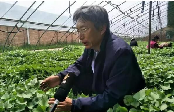 拿着现金都买不到,朱渭兵的红薯苗为什么一直这么火?