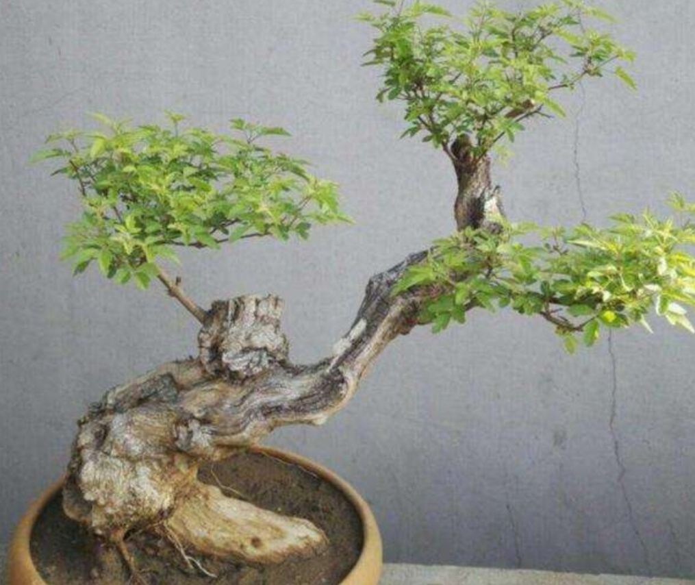 山上2种"疙瘩树,苍劲古朴,树姿优美,经常被用来做盆景