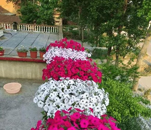 想要尝试养花 请在家盆栽牵牛花 好看又好养 落地