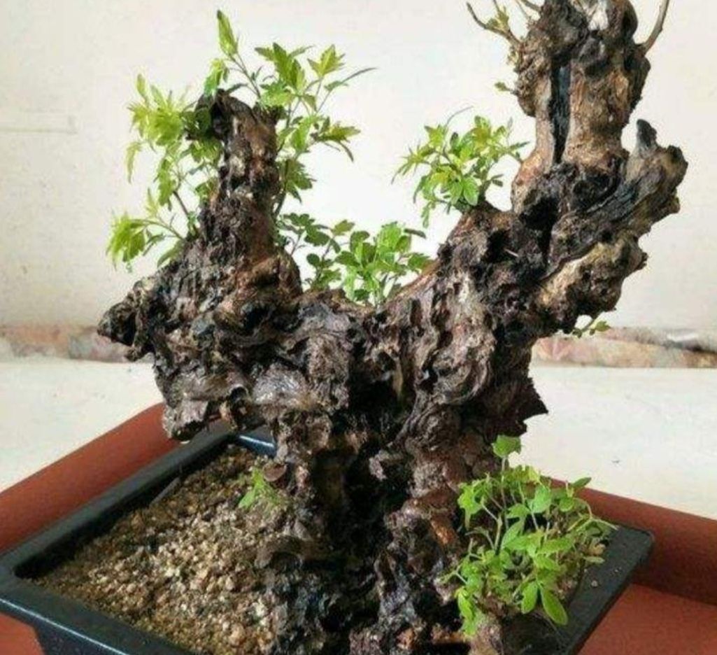 山上2种"疙瘩树",苍劲古朴,树姿优美,经常被用来做盆景