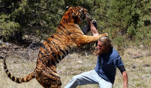 老虎是最凶猛的食肉动物之一,多少成年男子能够赤手空拳降服它