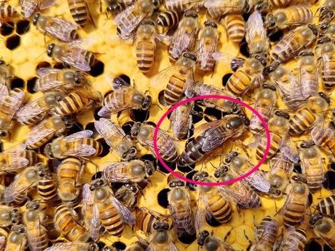 人口蜂王_蜜蜂蜂王图片