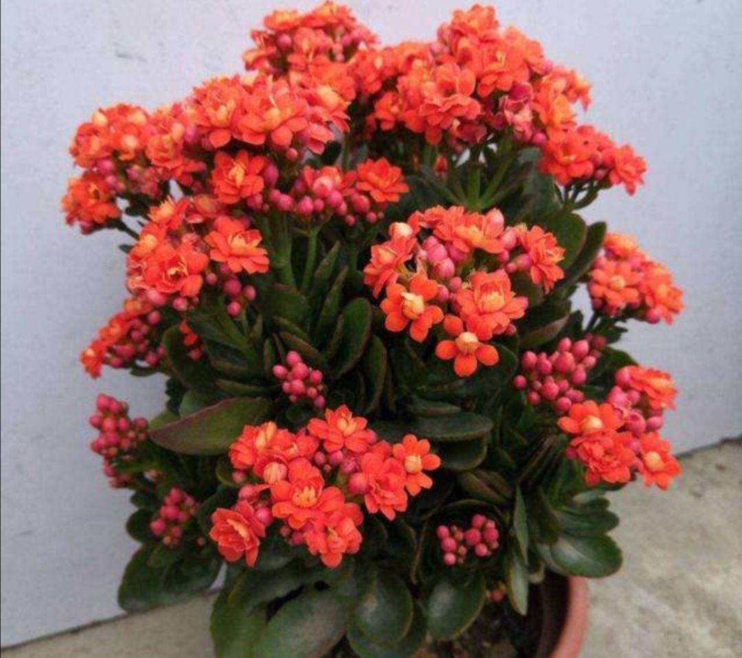 长寿花已长满花苞,现在为它做好5个"细节",很快就花开