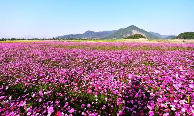 实拍爆料!杭州这里有一条3公里的紫色花海跑道,全程都