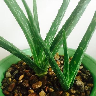 芦荟价值高实用性强,家里养一盆错不了,这