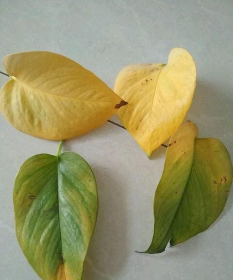 网络符号与诗词解析 文言文用法与路径含义