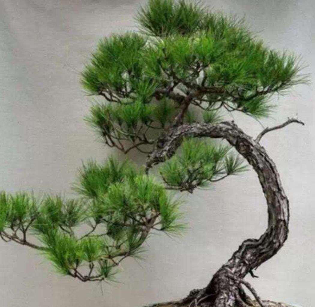 山松制作盆景,采桩,养桩要掌握好方法,才能提高成活率