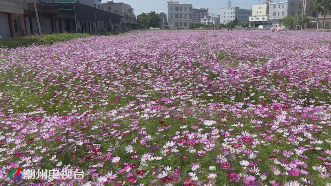 潮州浮洋大吴村荒地变花海,美景迎客来