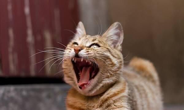 "我家猫打哈欠时,我把手指伸进了它的嘴巴里……"
