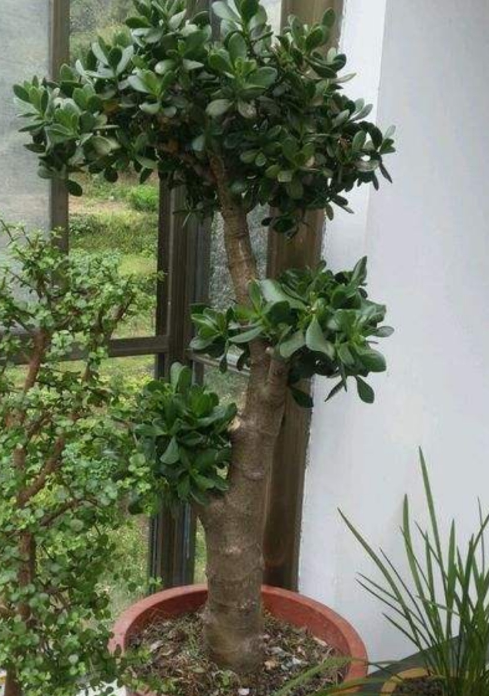 养玉树,掌握这几个快速生长"小窍门",几年变成老桩盆景