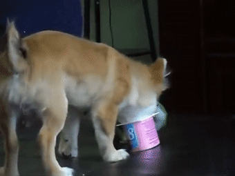 这回狗狗吃得爽了,鹦鹉急啊,狗哥,给我留点啊.