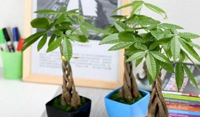 家里进门玄关只可放这三种植物,招好运档