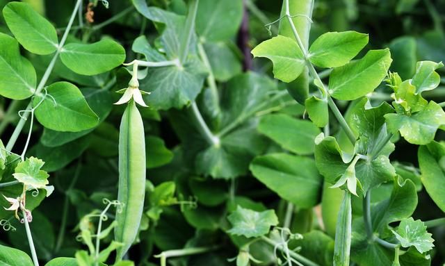 豌豆高产种植方法有哪些?导致发生褐斑病的原因是什么