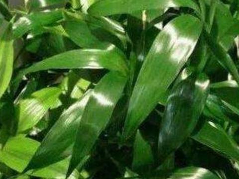 富贵竹叶子发黄怎么办如何修复 0ee0-iteyfwv4231662.jpg