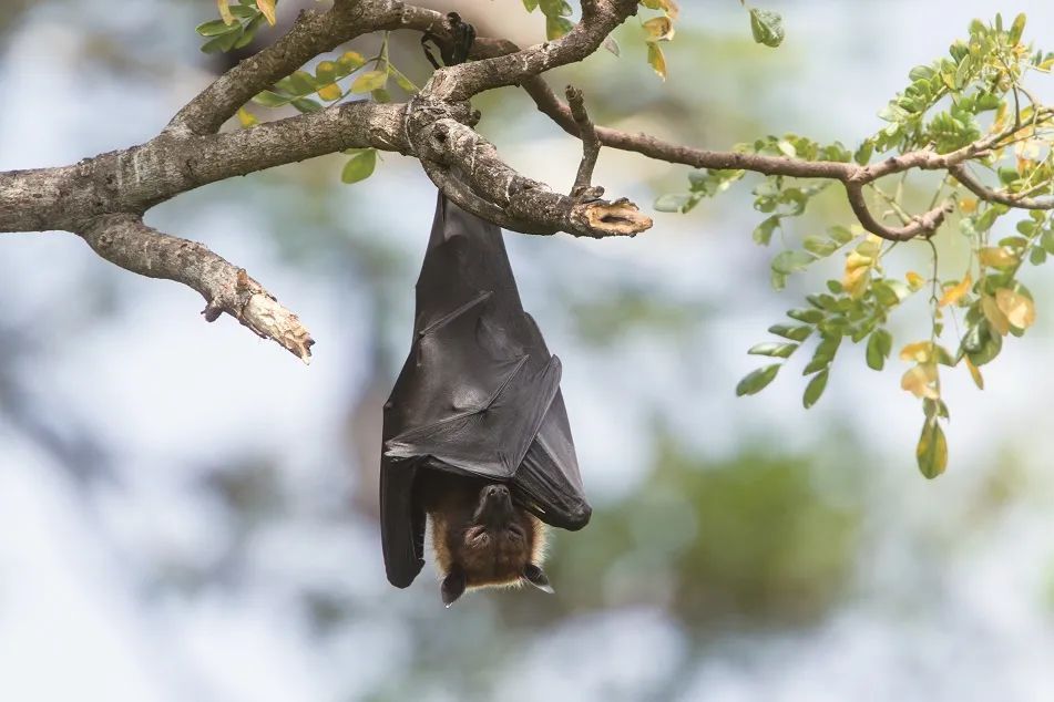 正文         人倒立几分钟就会感到不舒服,蝙蝠却可以一直倒挂着睡觉