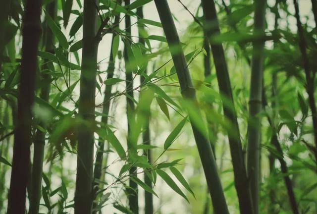 中国竹:揉在骨子里的傲气,浸养了栖居者的心