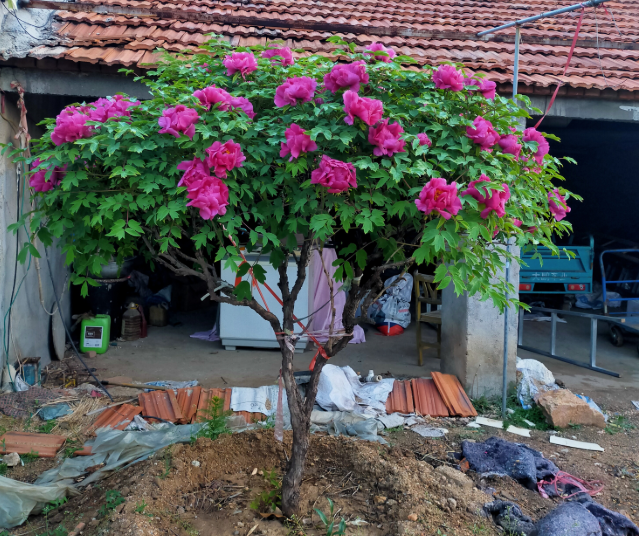 3米高的牡丹树,开花满院子飘香,太壮观了!